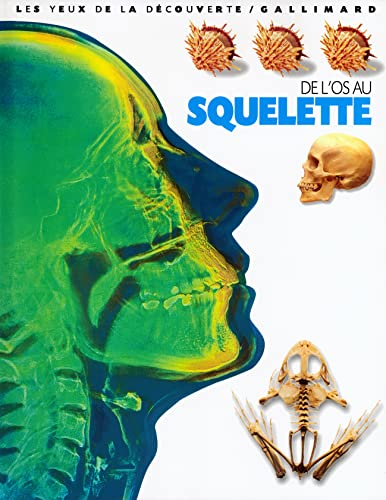 De l'os au squelette